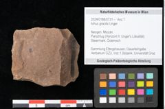 Foto (Objekt + Etikett) von Alnus gracilis Unger (NHMW-GEO-2024-0188-0731)